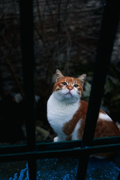 Free A ginger and white cat sitting behind metal bars in an outdoor setting. Stock Photo