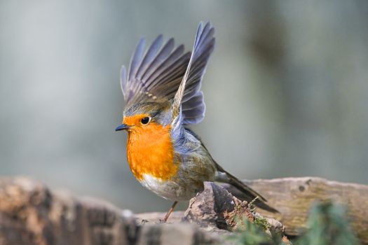 European robin showcasing vibrant plumage in a natural setting, perfect for nature enthusiasts.