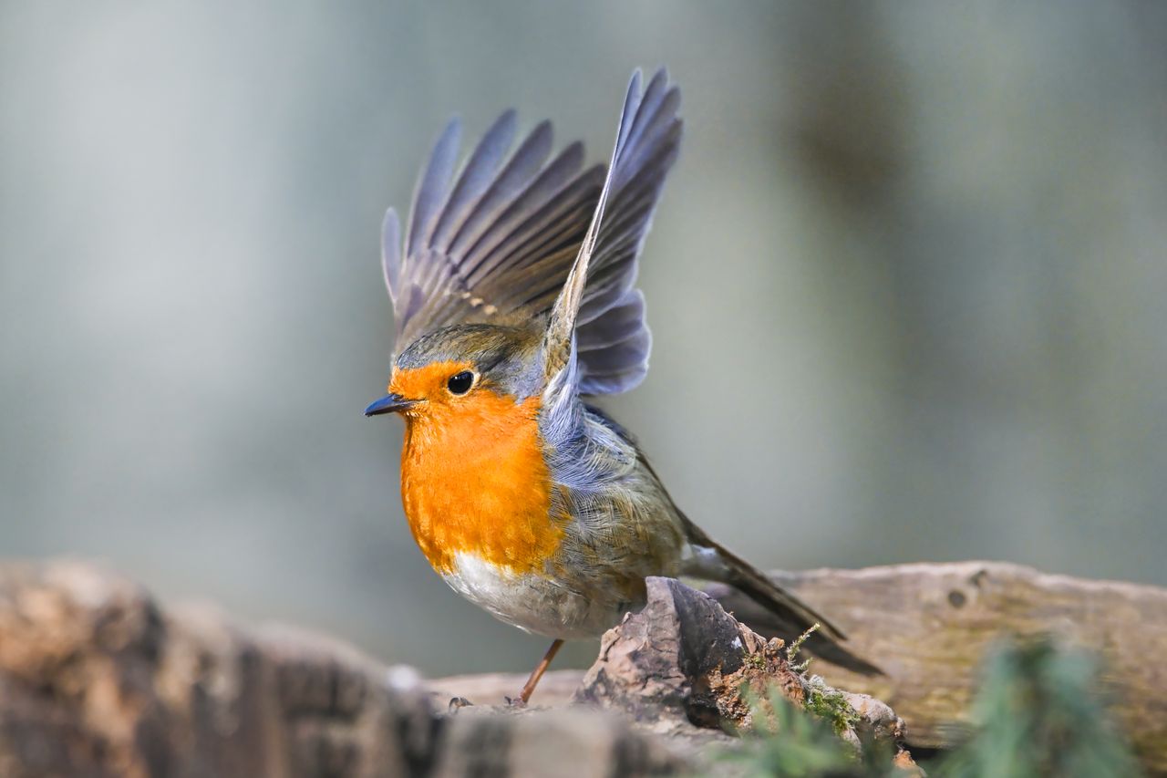 european robin showcasing vibrant plumage in a natural setting perfect