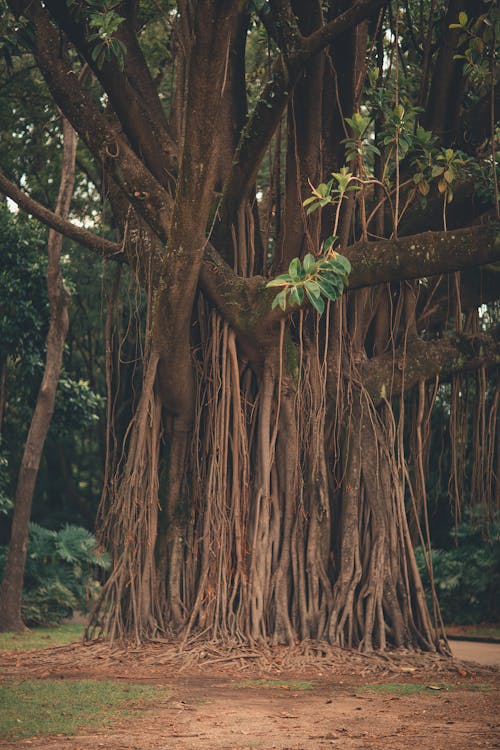 bezplatná Základová fotografie zdarma na téma dešťový prales, rostlina, strom Základová fotografie
