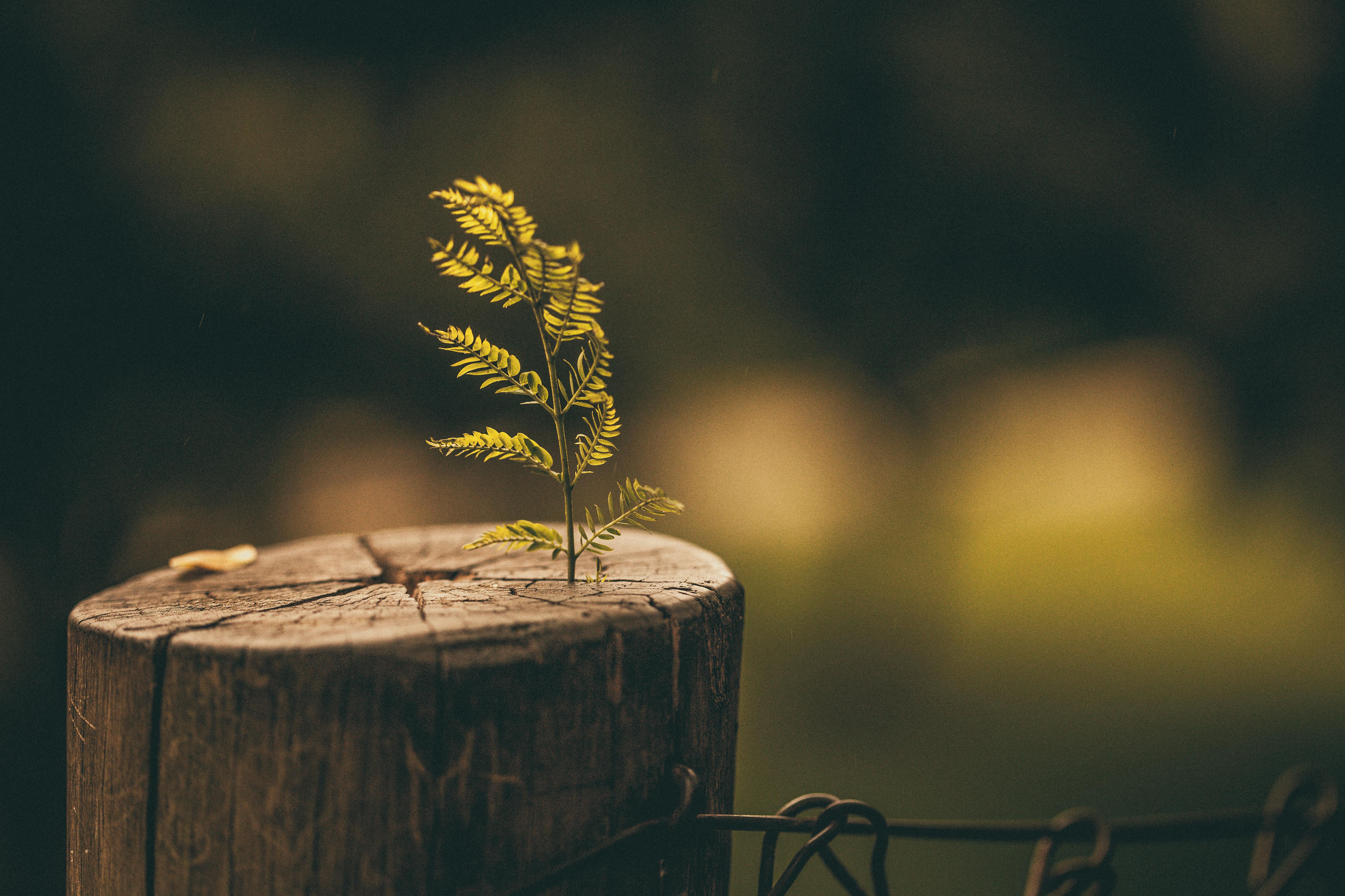 new tree grow up on stump