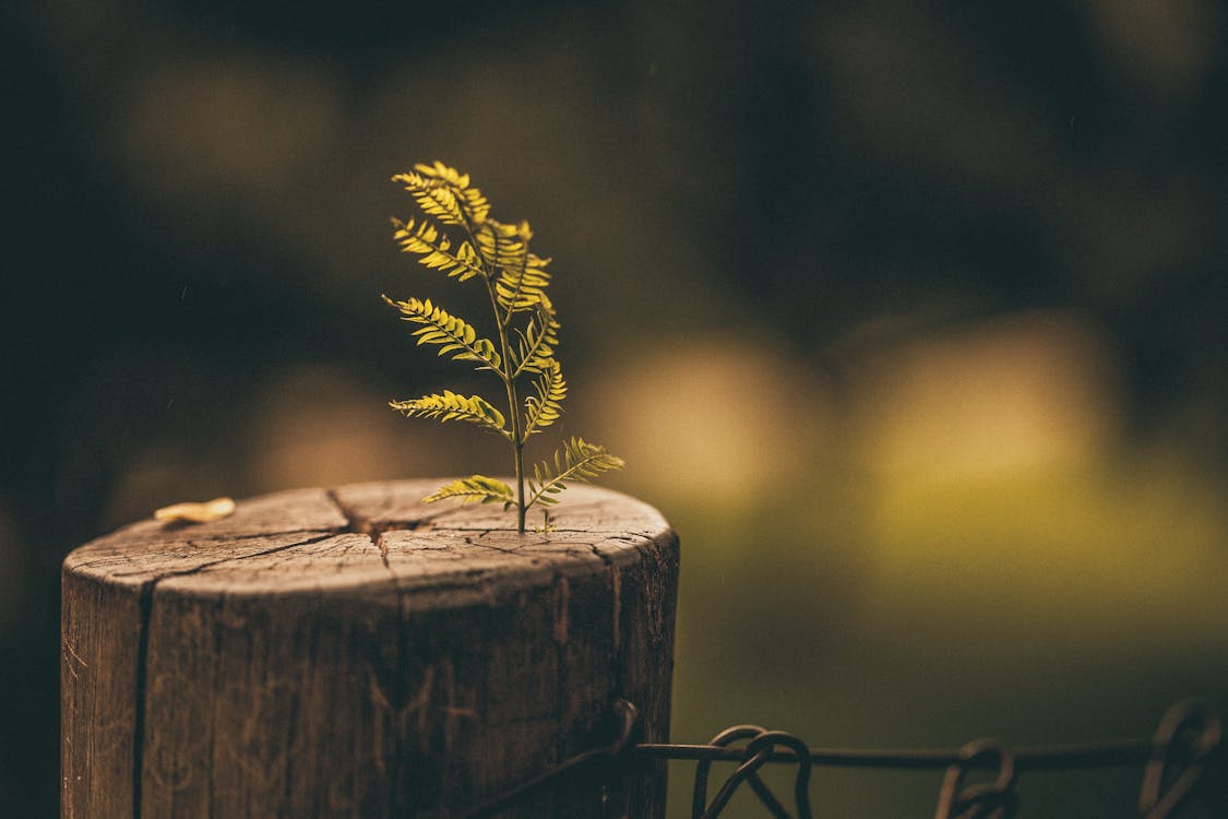 Neuer Baum Wächst Auf Stumpf Auf