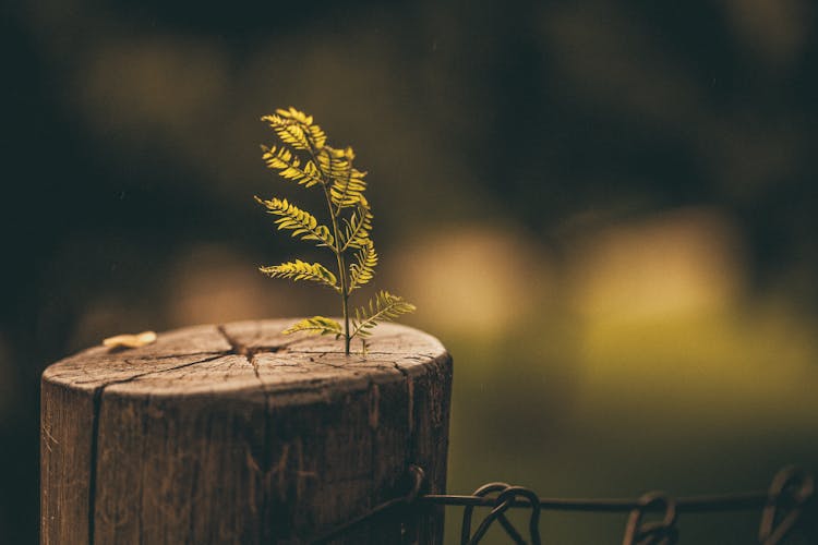 New Tree Grow Up On Stump