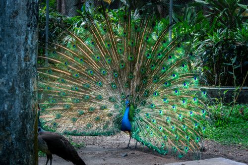 Free Majestic peacock displaying its vibrant plumage in a lush outdoor setting. Stock Photo