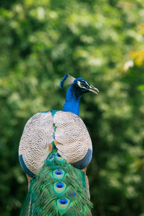 Free Close-up of a vibrant peacock with feathers spread in lush greenery. Stock Photo