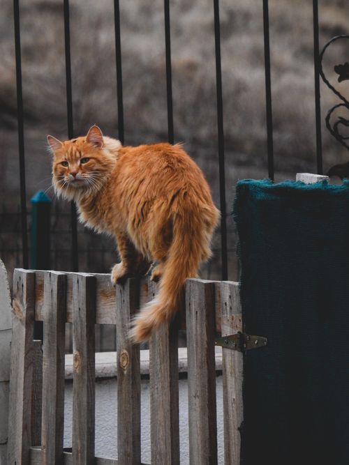 Free An orange cat with golden fur perched on a fence in a city alleyway. Stock Photo