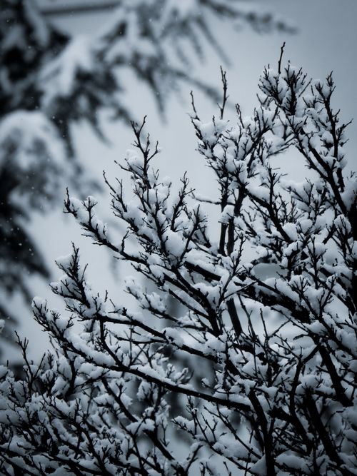 Free Close-up of snow-covered tree branches, creating a tranquil winter scene. Stock Photo