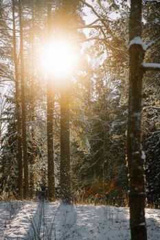 Snowy forest with sunlight filtering through trees, creating a warm glow and serene atmosphere.