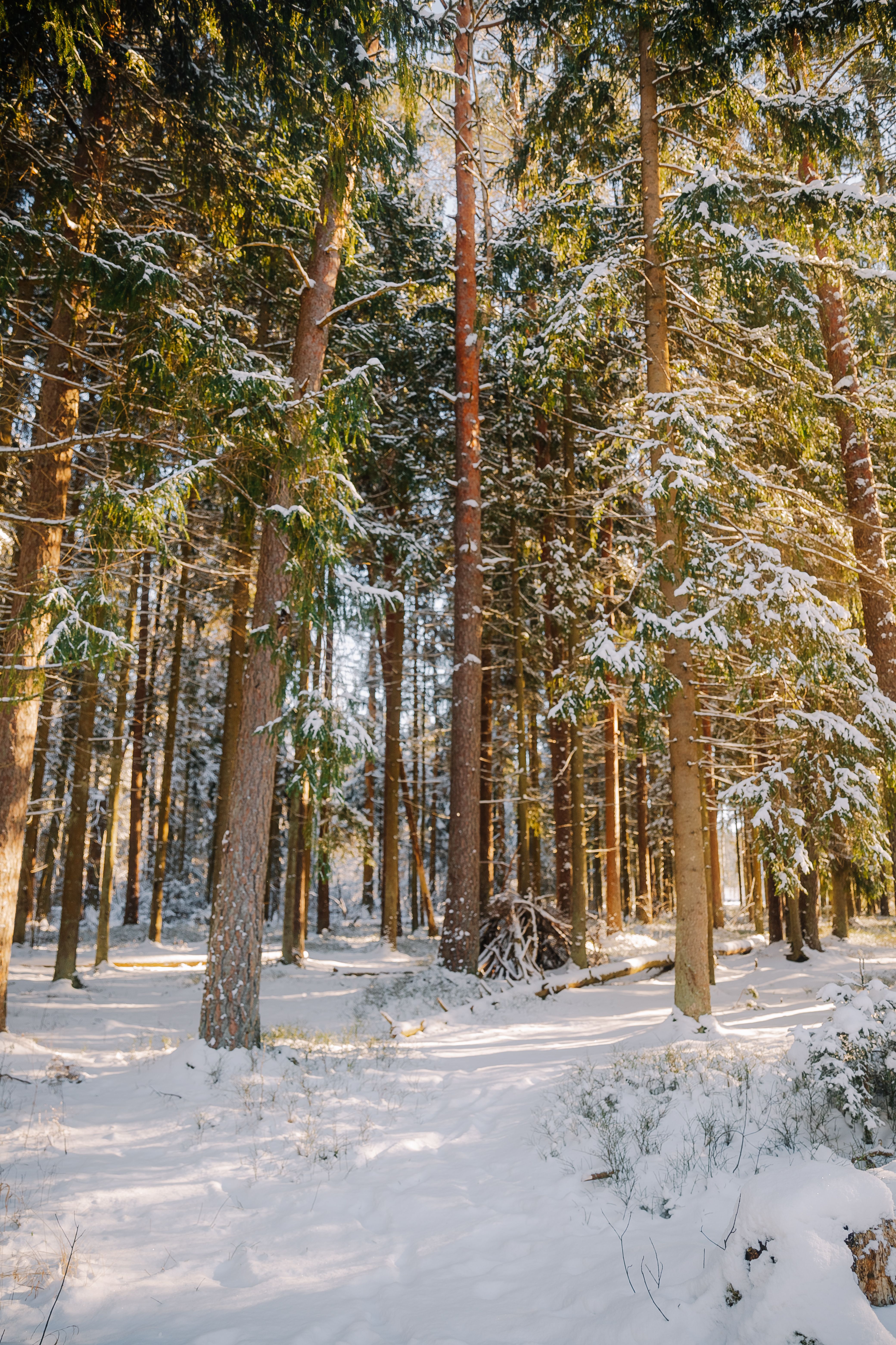Snow-Covered Pine Forest in Winter Sunlight · Free Stock Photo