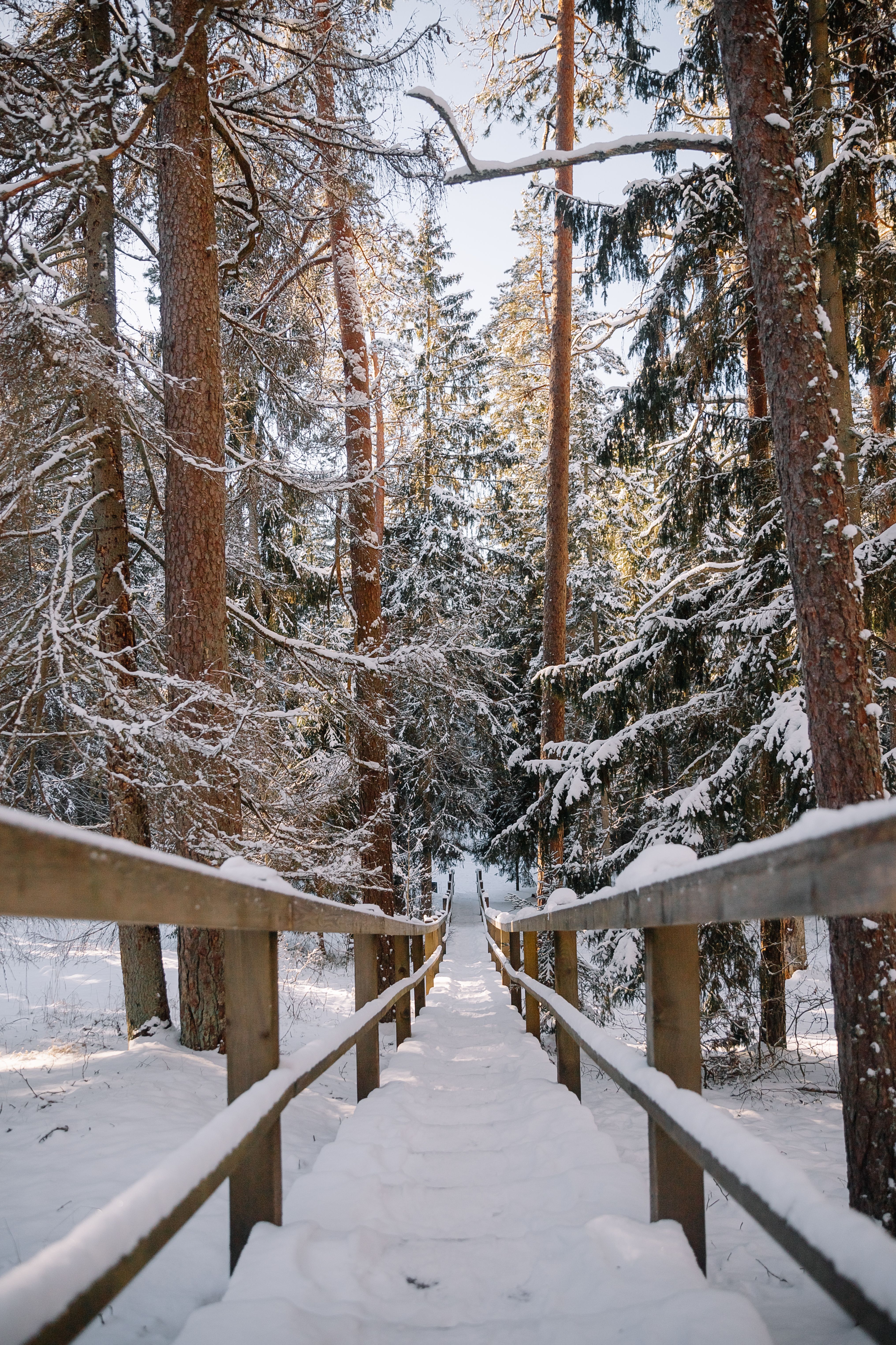 Snowy Pathway Through Winter Forest · Free Stock Photo