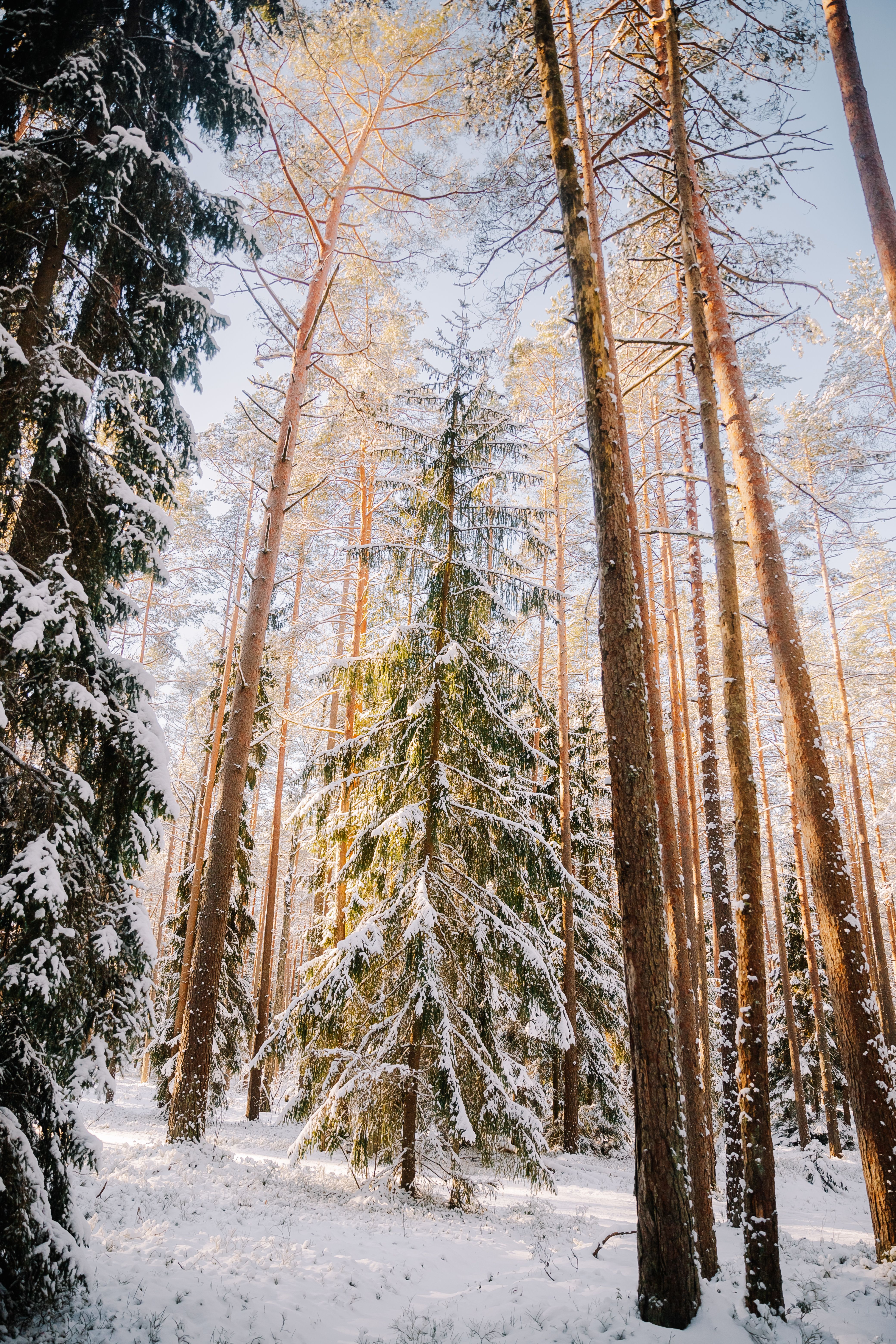 Snow-Covered Pine Forest in Winter Sunlight · Free Stock Photo