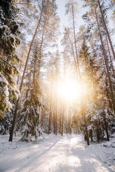 Serene winter forest with sun shining through snow-covered trees.