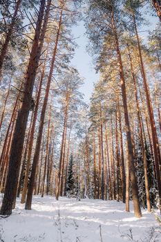 Majestic pine trees rise in a tranquil snowy forest under clear skies.