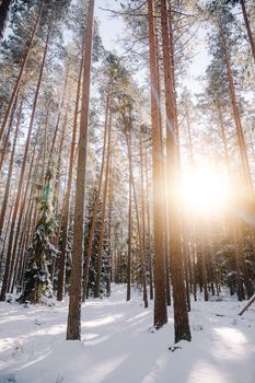 Sunlight filters through tall pine trees in a snowy winter forest, creating a serene natural scene.