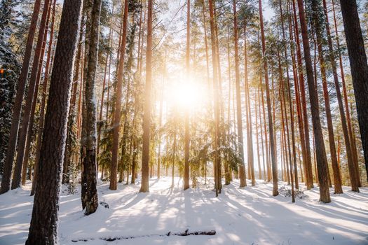 Glistening sunlight filters through tall pine trees in a serene snowy forest.