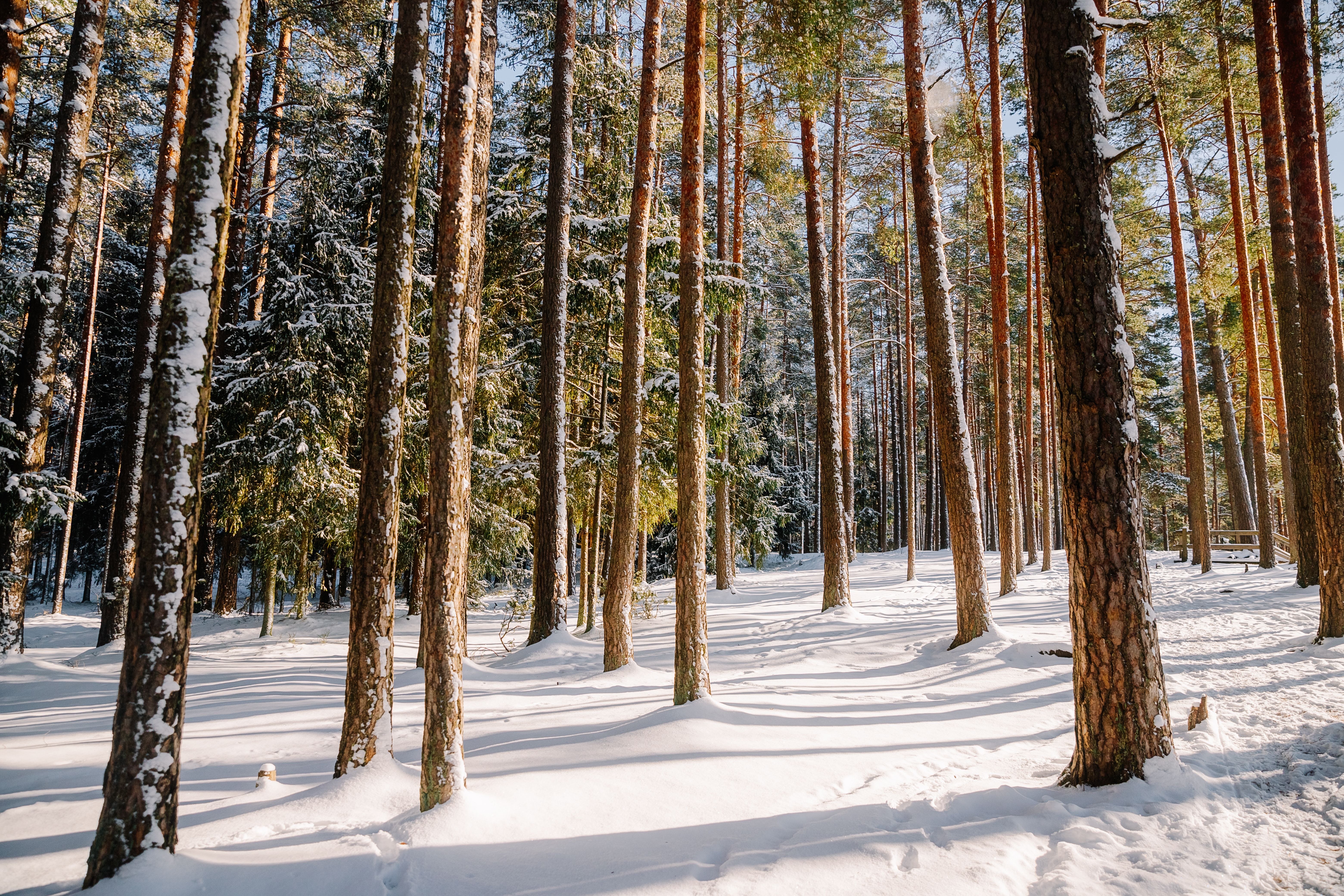 Snowy Winter Forest with Tall Pine Trees · Free Stock Photo