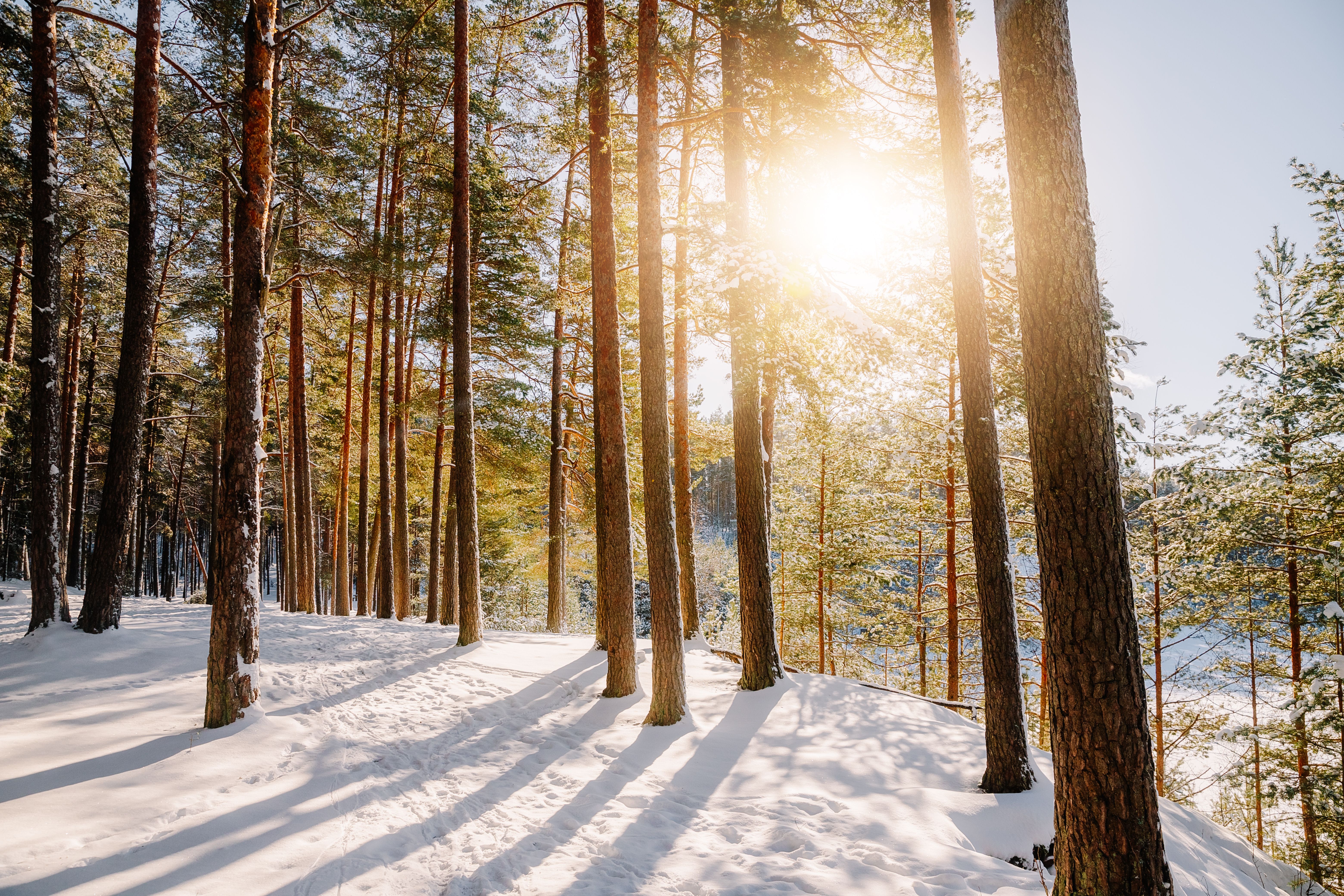 Serene Snowy Pine Forest at Sunrise · Free Stock Photo