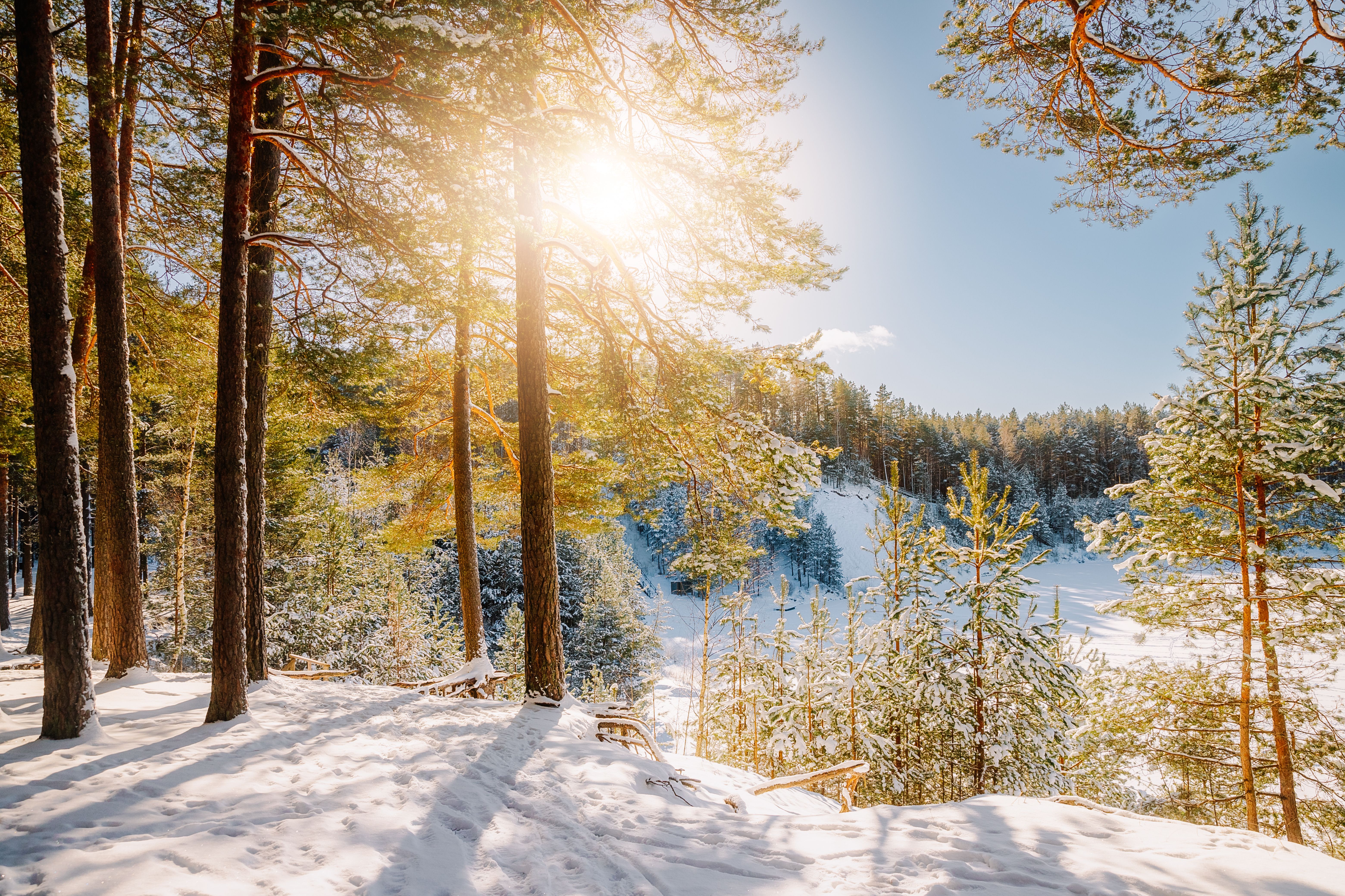 Forêt D'hiver Ensoleillée Avec Des Arbres Enneigés · Photo gratuite