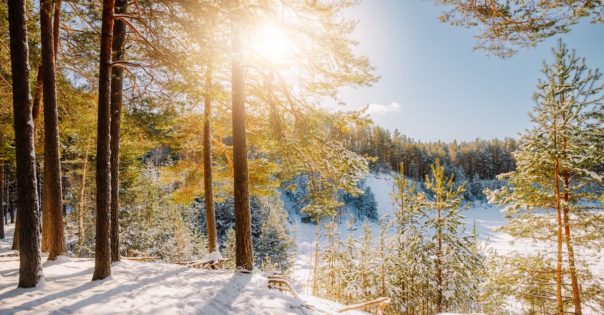 Forêt D'hiver Ensoleillée Avec Des Arbres Enneigés · Photo gratuite