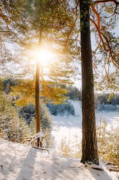Sunlight glowing through a snowy forest in winter, creating a serene landscape.