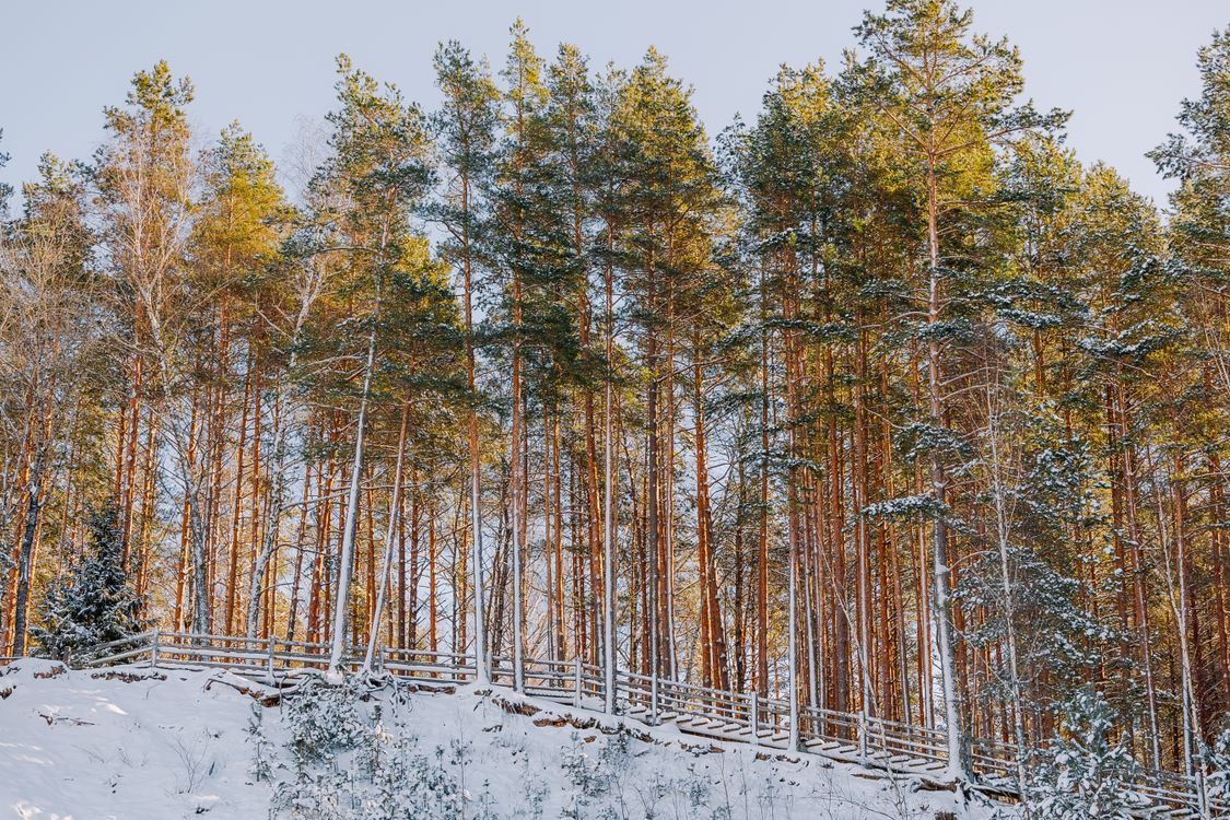 Scenic Winter Forest with Tall Pine Trees · Free Stock Photo
