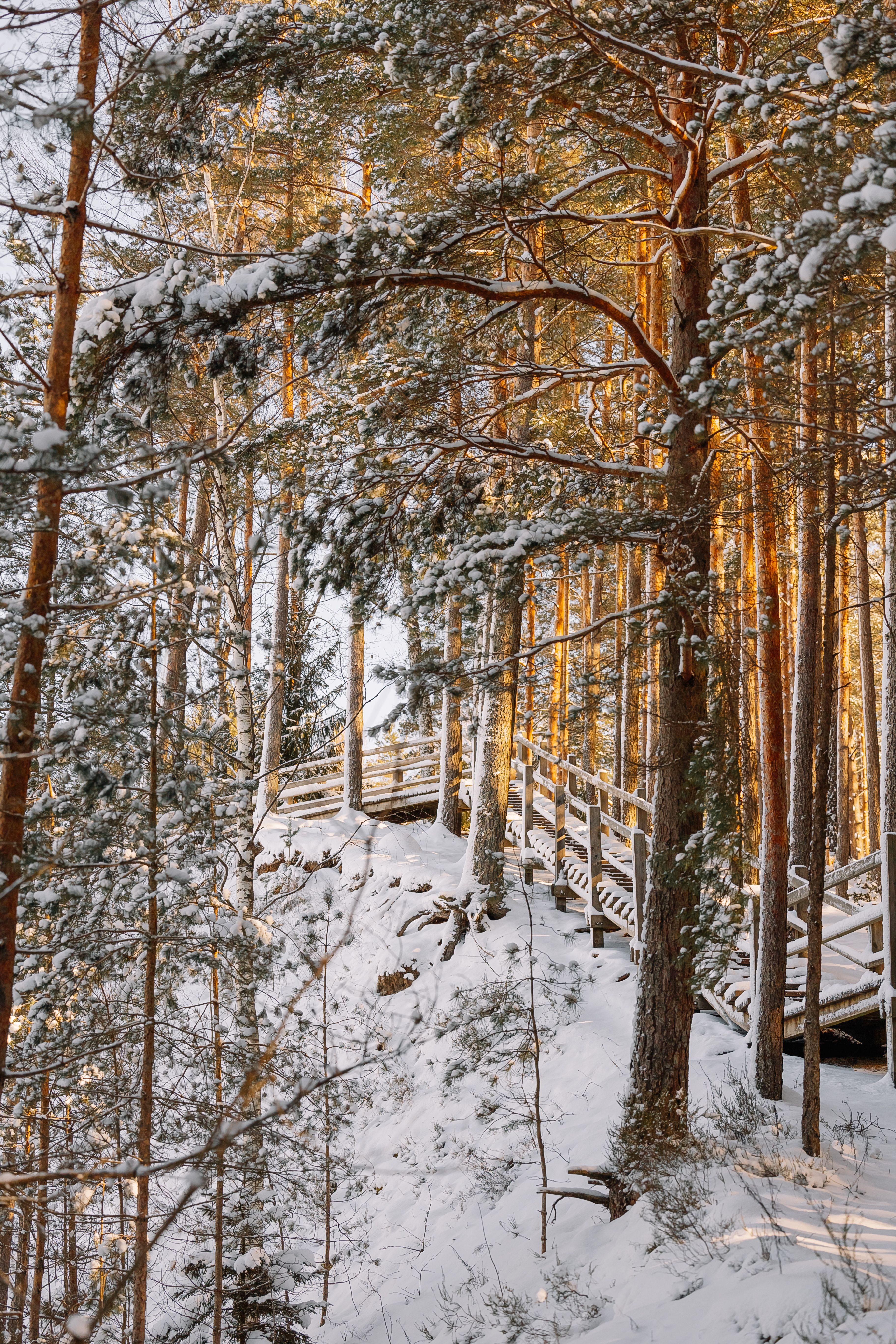 Scenic Winter Forest Path with Snowy Pines · Free Stock Photo