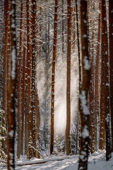 Sunlight filtering through tall snowy trees in a tranquil winter forest.