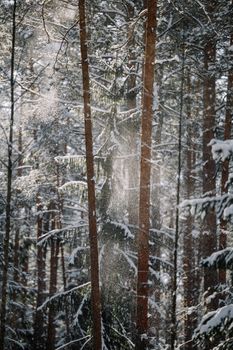 Captivating image of snowfall in a serene winter forest with tall trees.