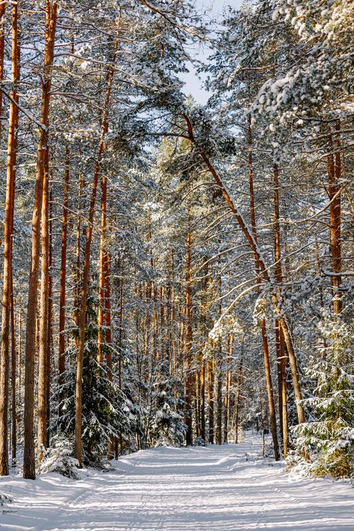 Free Tranquil snow-laden pine forest path creating a peaceful winter scene. Stock Photo