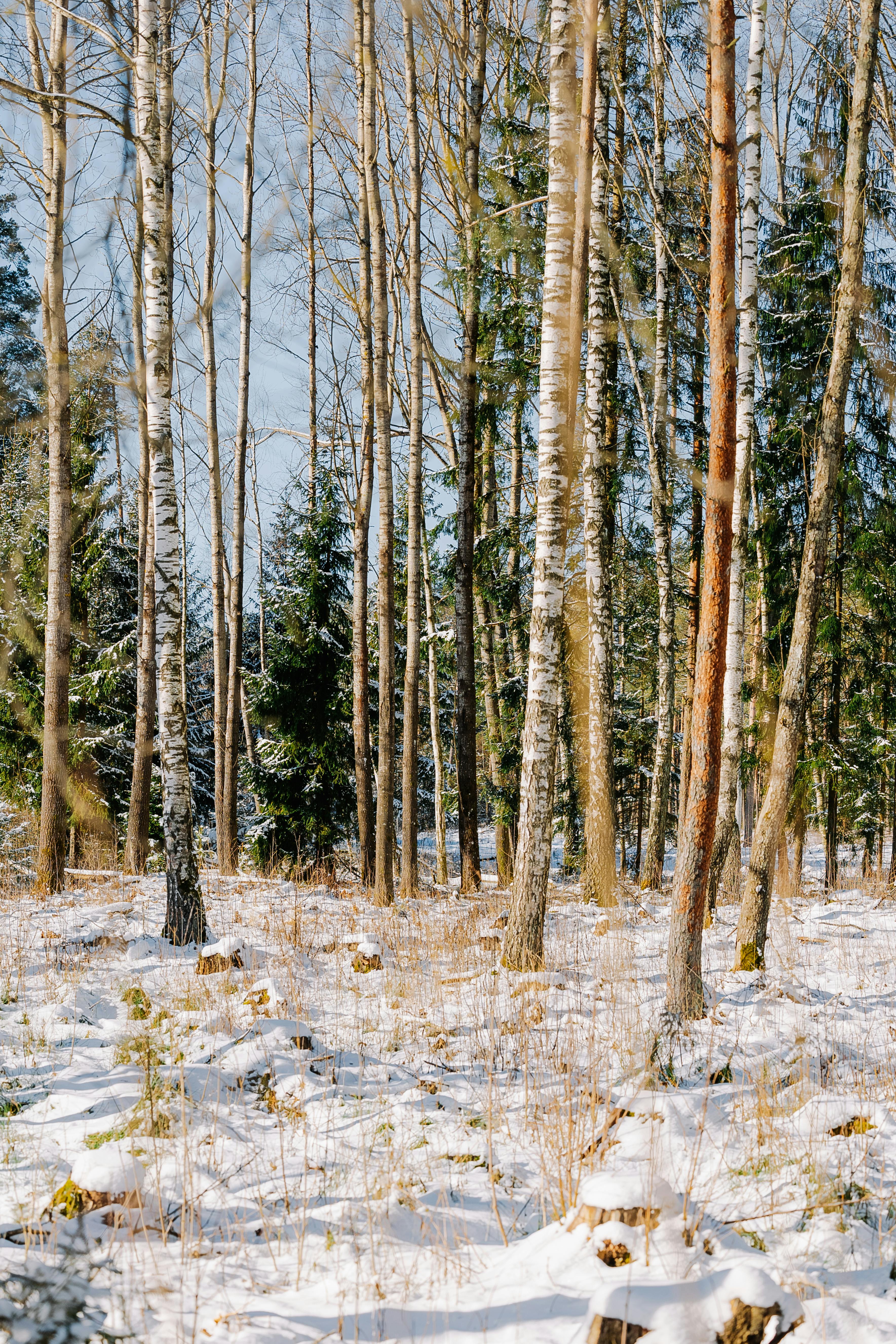 A peaceful winter forest landscape showcasing snow-covered birch and pine trees.