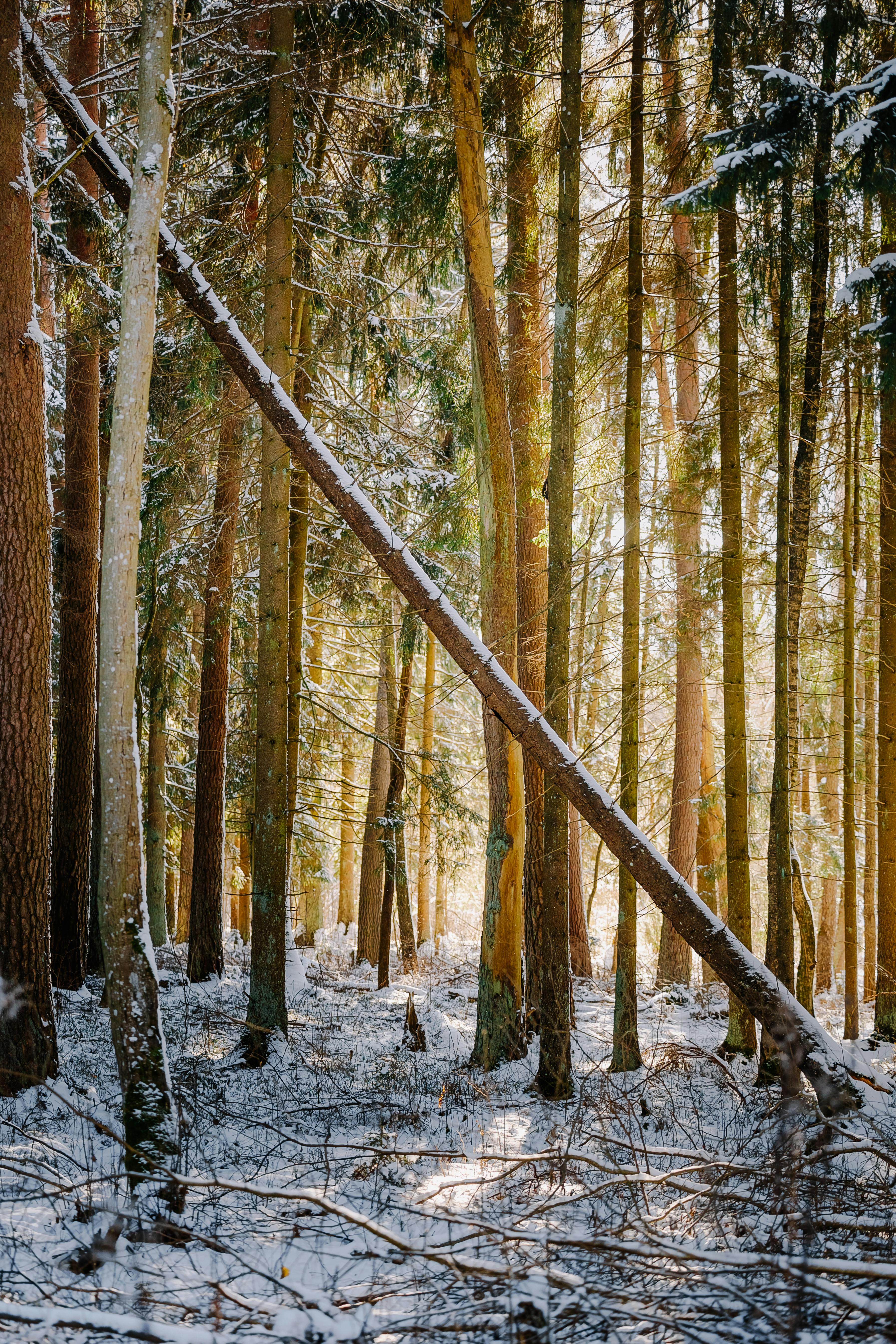 Serene winter forest scene with sunlight filtering through tall snow-covered trees.