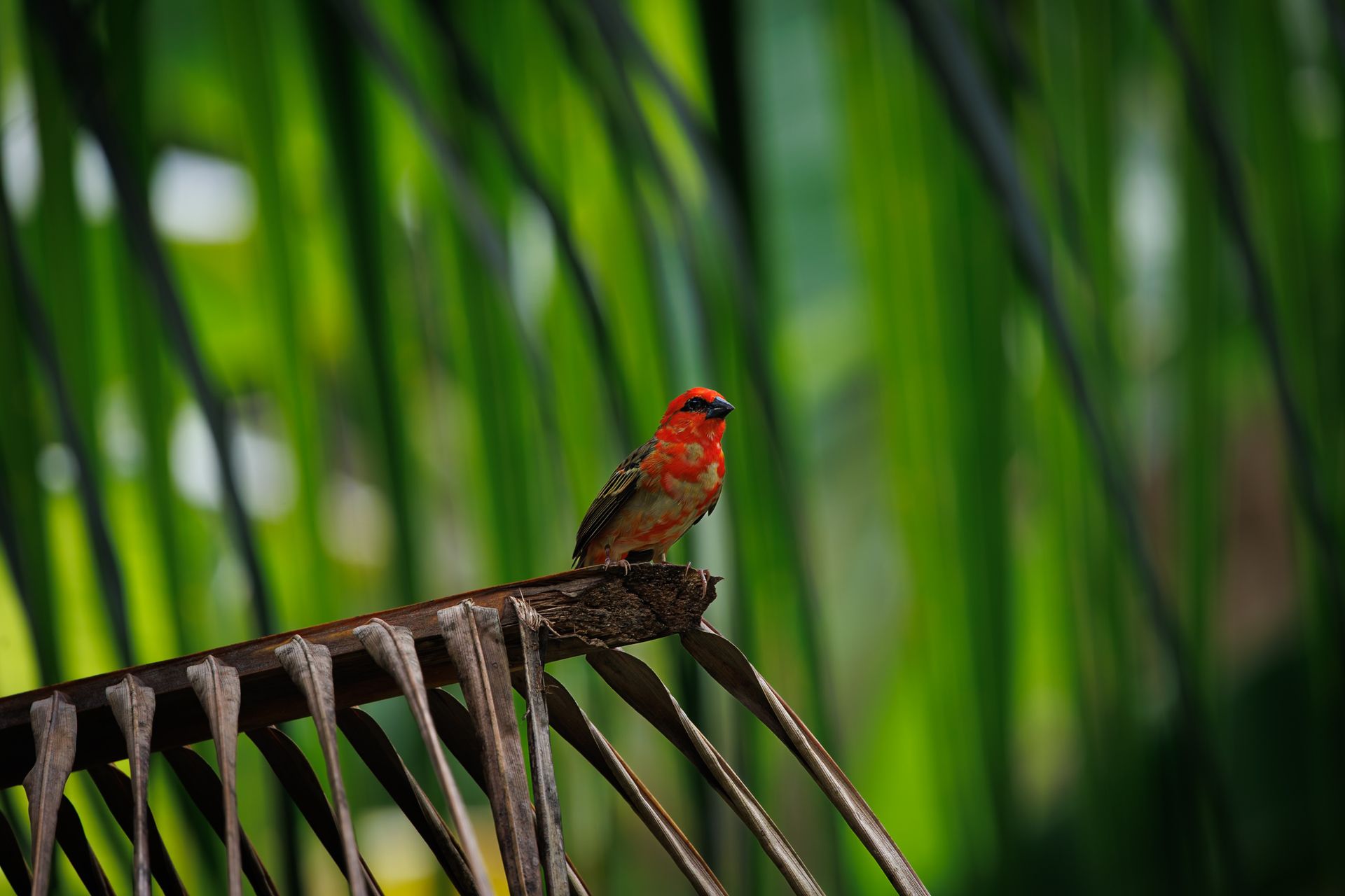 Close-up of a vibrant red fody bird resting on a tropical branch with lush green background.