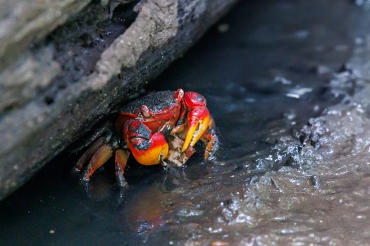 Vivid red and yellow crab in a muddy natural habitat by a rock.
