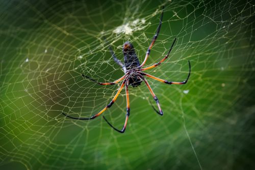 Free Detailed view of a spider on its web, showcasing the intricate patterns against a lush green background. Stock Photo