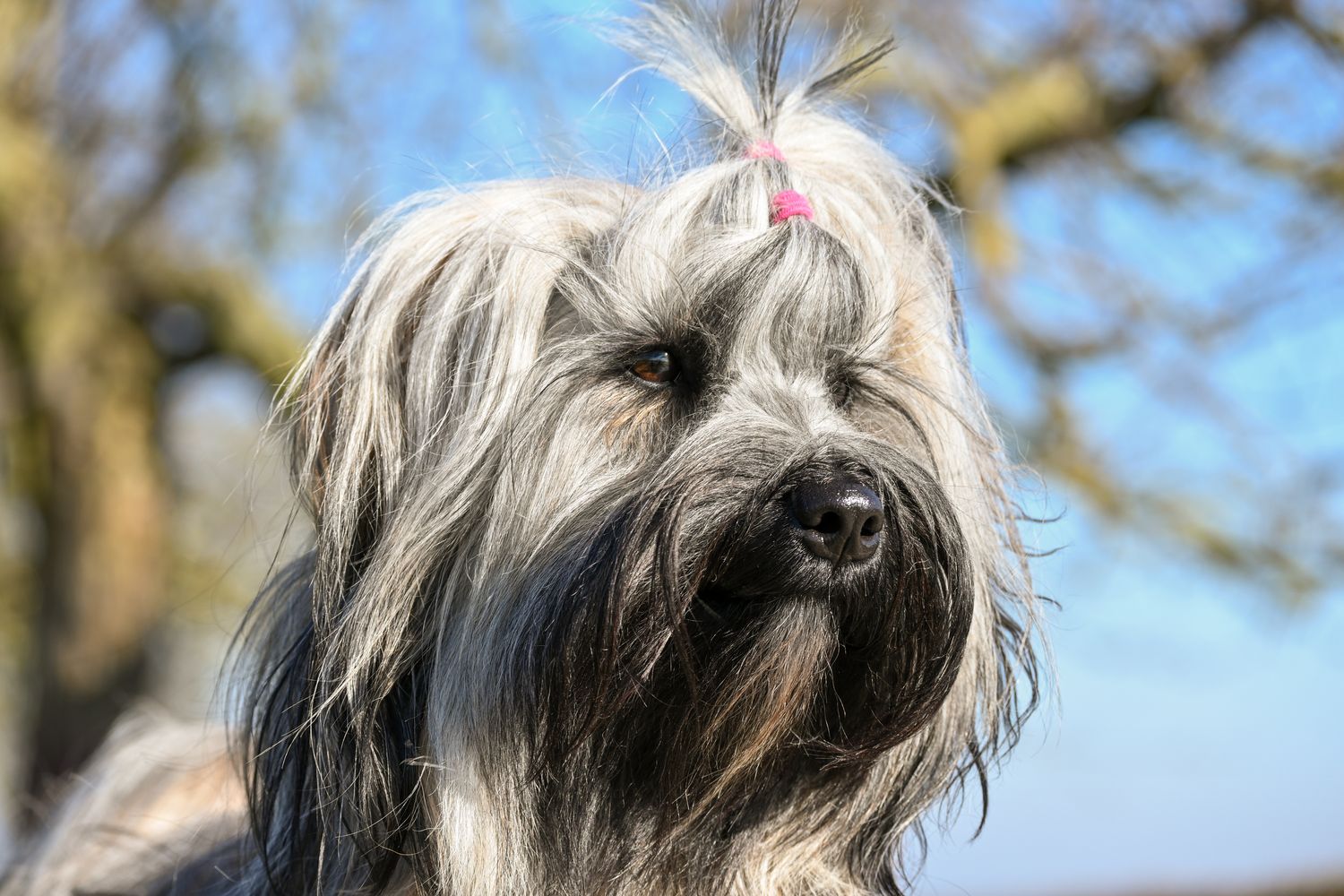Briard portrait with windswept long coat, photo on Pexels