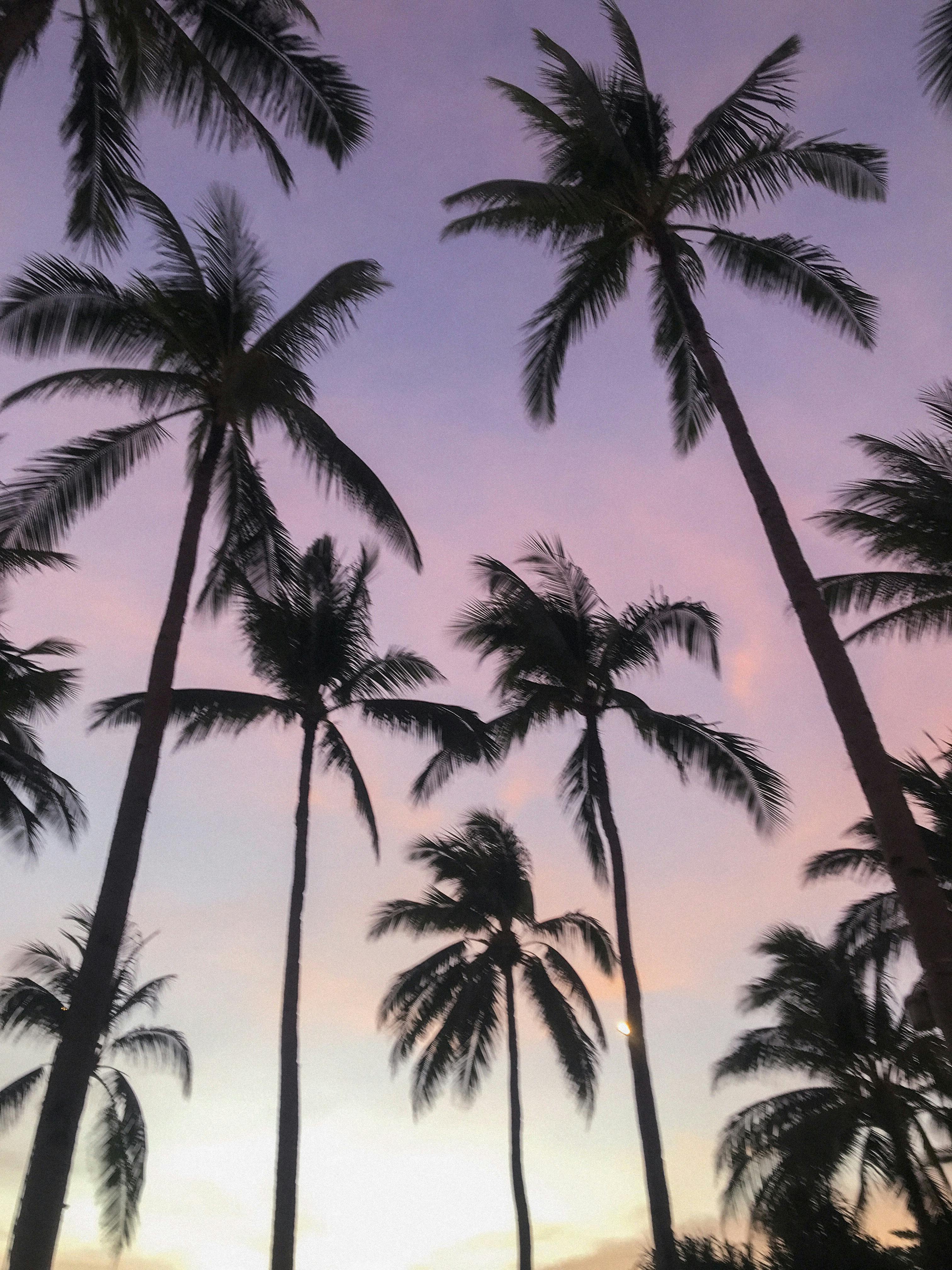 Silhouette of palm trees with a stunning sunset sky in the Philippines.