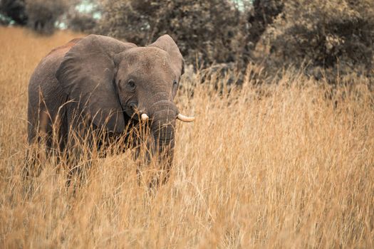 Hwange elephant safari extension — Victoria Falls