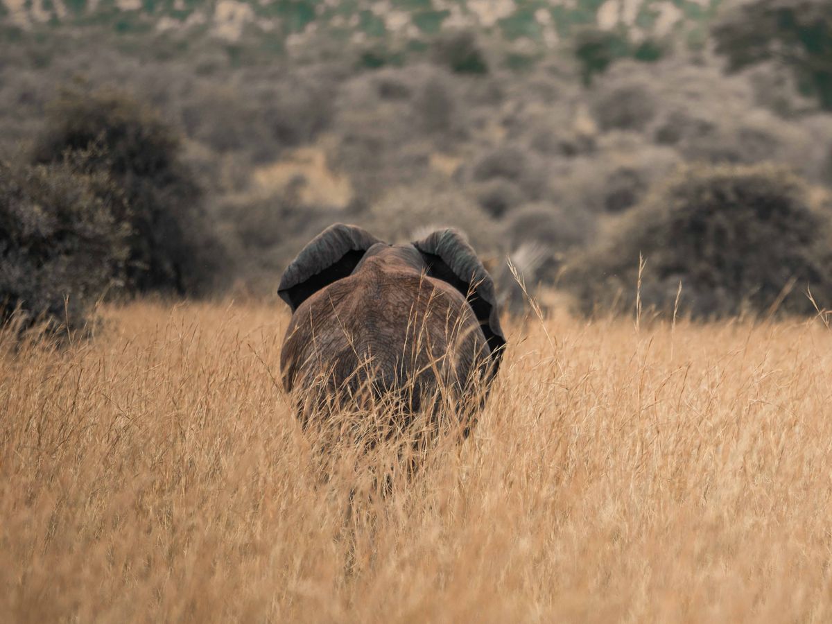 8 Day Private or Group Yoga and Safari Retreat in Kampala, Uganda 2