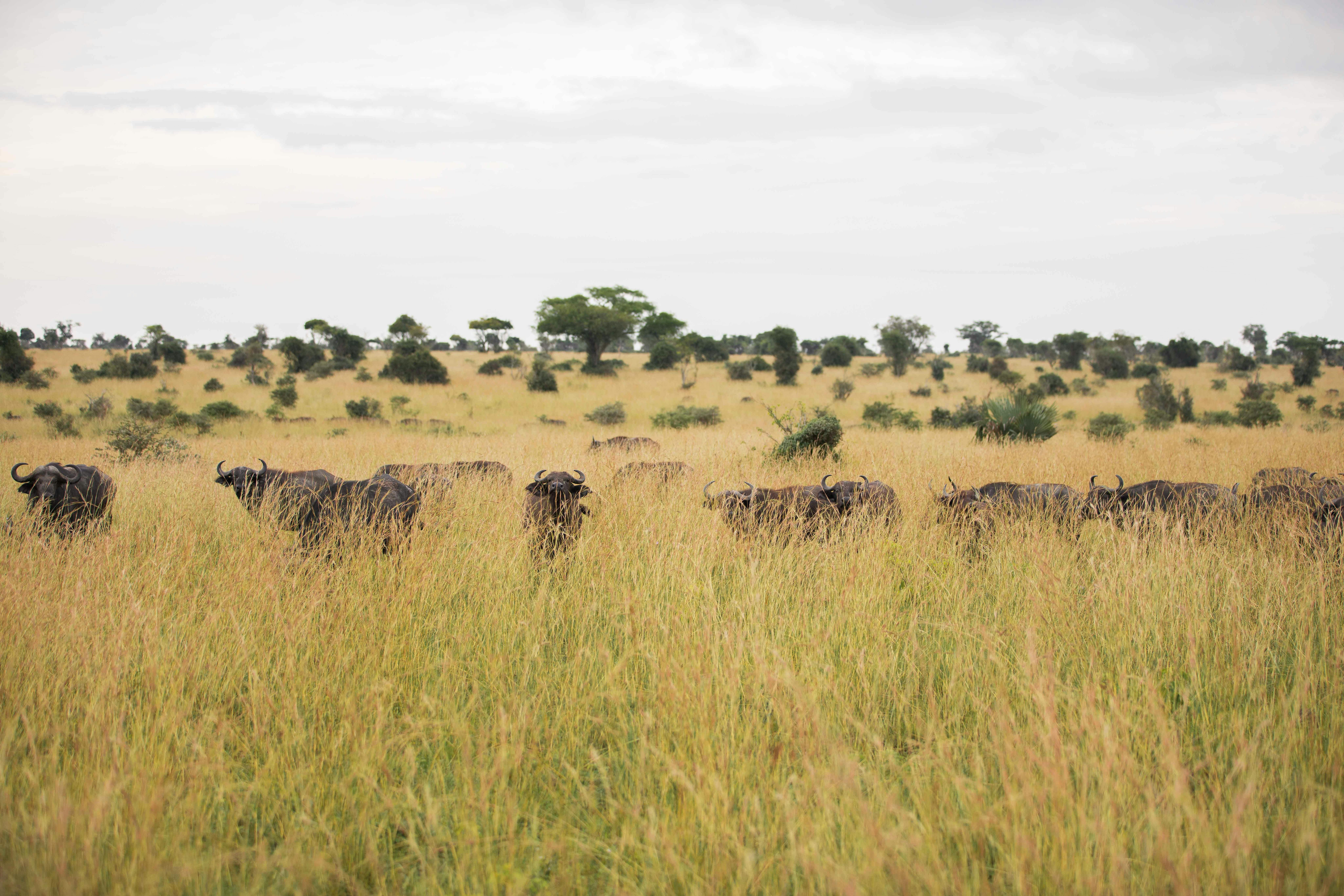  Primates Tour of Uganda - Image 3