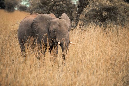 Free A lone African elephant in the wild grasses of Uganda's savannah. Stock Photo