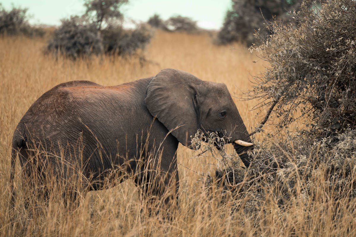 Vedio Of African Savannah Photos Download The BEST Free Vedio Of Vedio Of African Savannah Photos Download The BEST Free Vedio Of