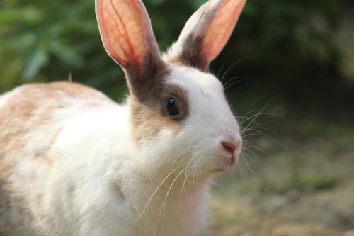 Free A detailed shot of a rabbit in a natural setting, showcasing its vibrant ears. Stock Photo