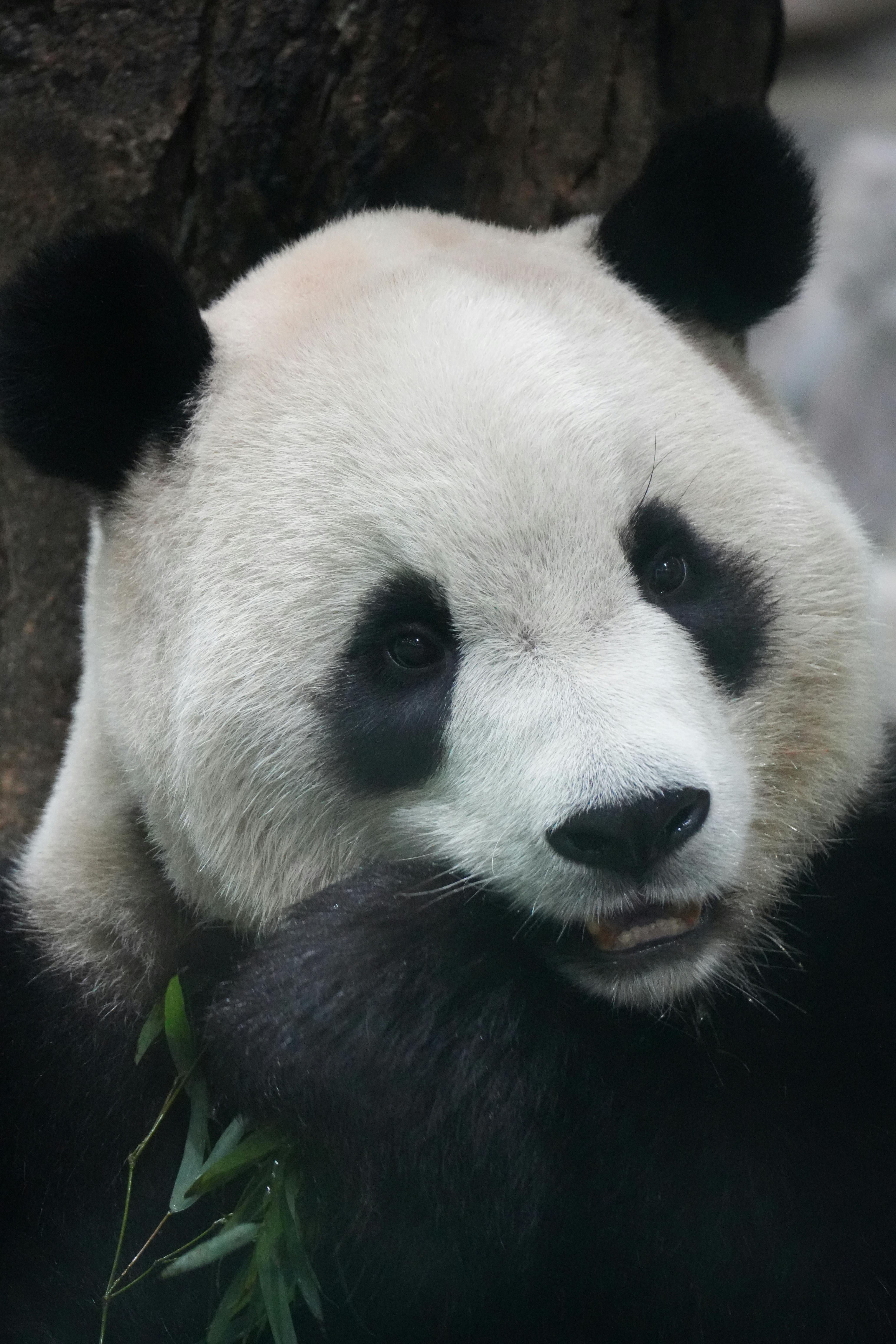 close up portrait of a giant panda eating bamboo