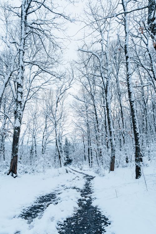 Free A serene winter path through a snow-covered forest, offering a tranquil escape. Stock Photo