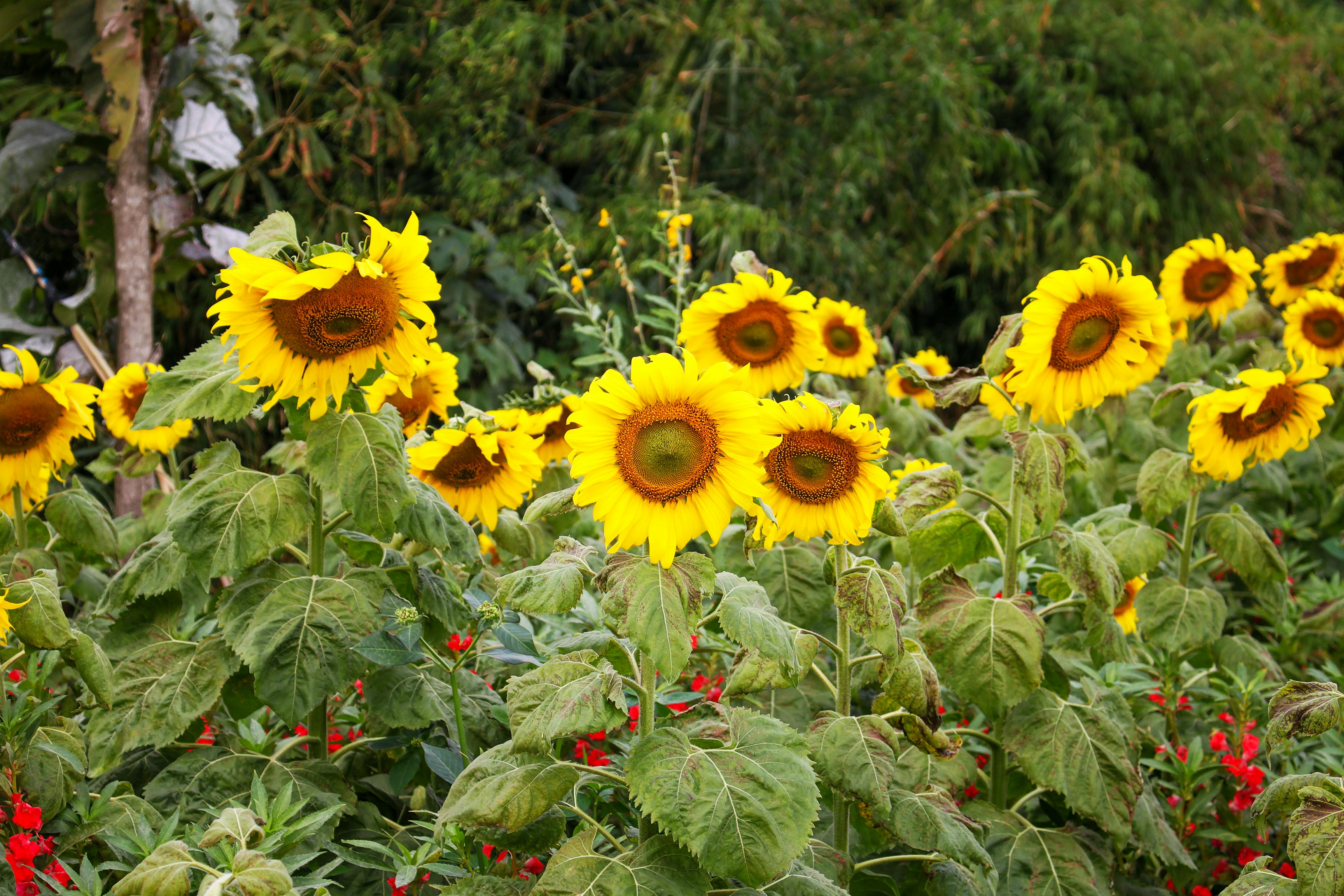 Maitre Ikebana au travail