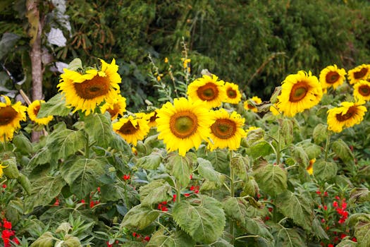 Image by Kunsue CHAIWAT