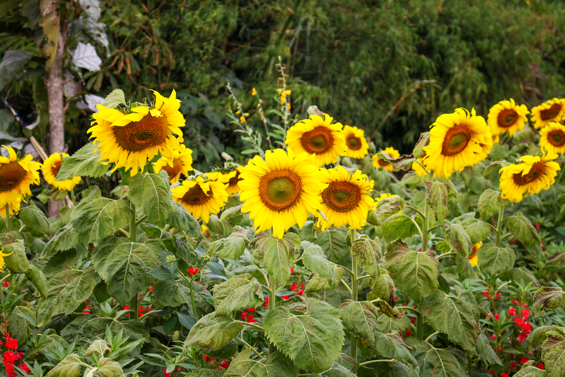 Vibrant Field of Bright Yellow Sunflowers · Free Stock Photo