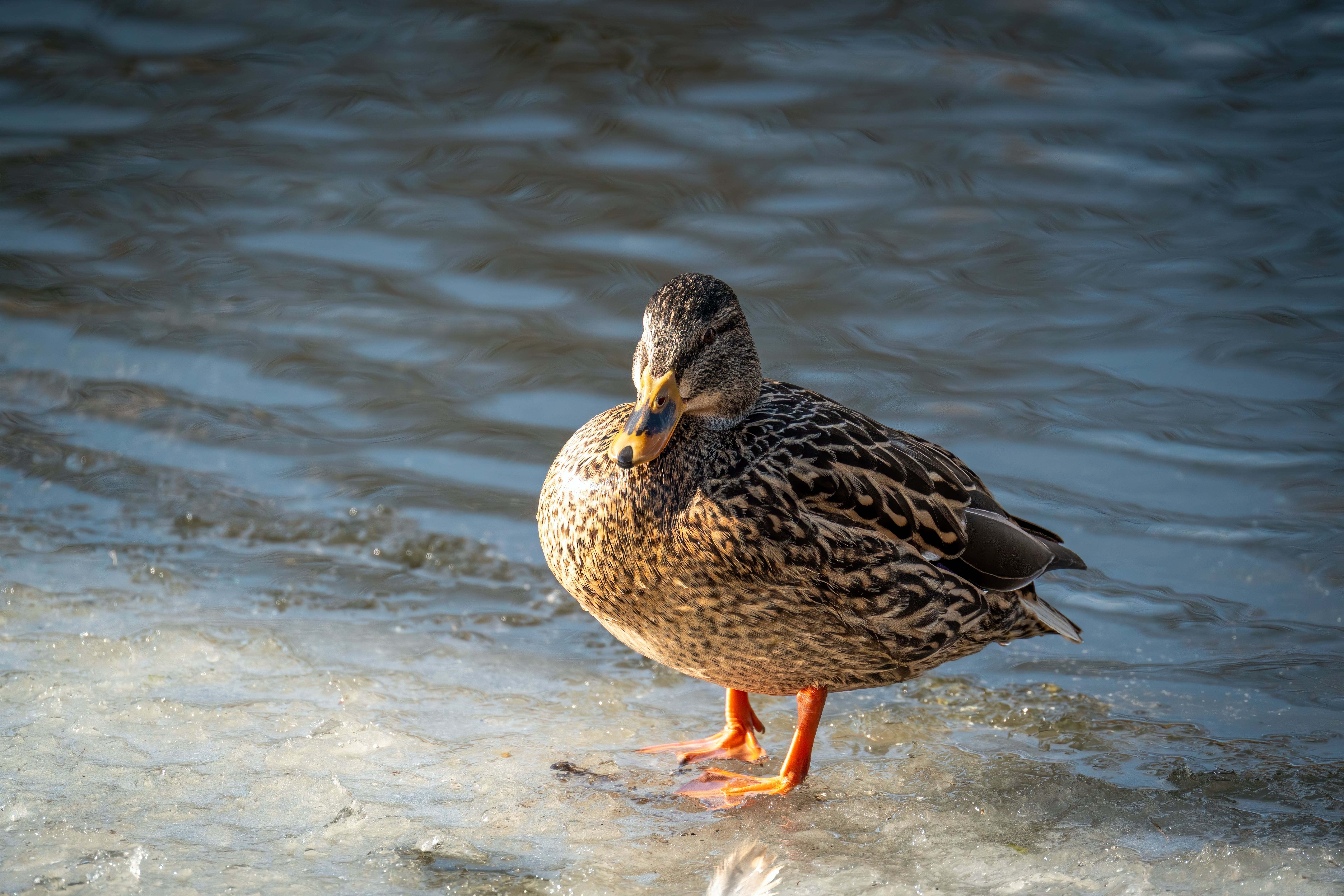 Duck on Frozen Pond in Winter Light · Free Stock Photo