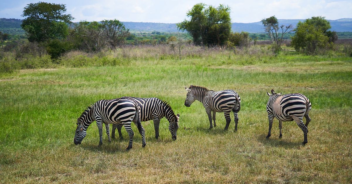 Akagera National Park