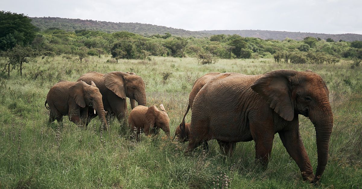Akagera National Park Rwanda: Big Five Safari in East Africa's Hidden Gem